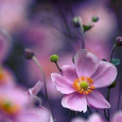 哈利波特之霍格沃茨之谜