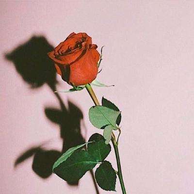 仙语奇缘星耀版